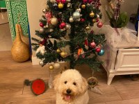 Mecburiyetten sahiplendirilecek 4 yaşında poodle