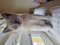 Blue point british shorthair