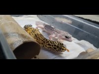 Geckolarımızı sahiplendirmek