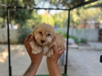 MALTİPOO GÜZELLİKLER MAMA KARŞILIĞINDA VERİLECEKTİR