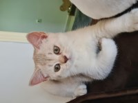 Bursa yavru british shorthair kedisi