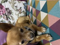 Sarı Chihuahua