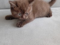7 haftalık british shorthair