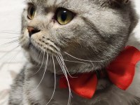Uysal akıllı british shorthair kedimiz