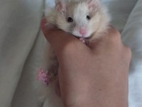 Saf teddy yavru hamster (açıklama)