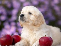 Golden Retriever Yavrular İçin Ulaşabilirsiniz
