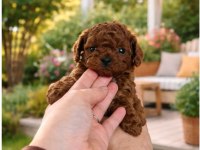 Ev doğumu Toy Poodle yavrularımız 2 aylık