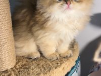 British longhair golden dişi ve erkek