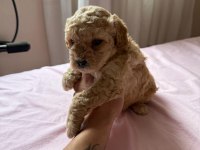 Yavru erkek maltipoo