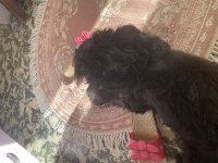 Terrier yavrumun yeni yuvasını arıyorum
