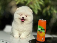 Show kalite pomeranian yavrular