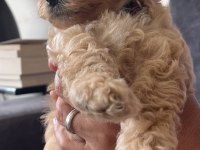 MUHTEŞEM POODLE KARDEŞLER