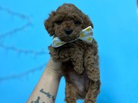 Renk kürk ve ırk garantili toy poodle bebeklerim