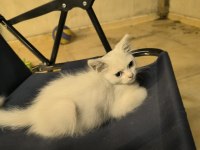 İki aylık dişi van kedisi