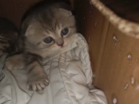 Minik scottish fold yavrularına ömürlük yuva
