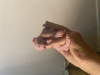 3 erkek 1 dişi sfenks kedisi