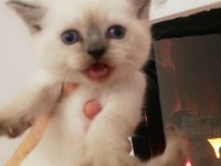 3 dişi bebek 1 i Fold 2 si dik kulak 32 günlük scottish fold