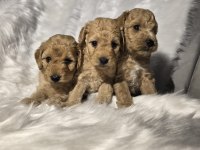 Orjinal teacup Maltipoo yavrular