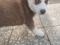 SAFKAN SİBİRYA KURTLAR