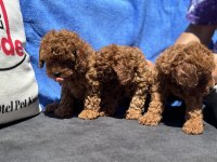 Profesyonel çiftlikden ziyarete açık kore toy poodle