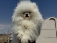 Petmode köpek çiftliğinde ziyarete açık pomeranian