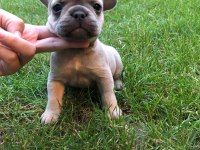 French bulldog yavrumuz yeni ailesini arıyor