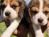 Mini boy elizabeth beagle bebekler