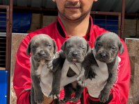 Cane corso yavrular