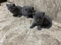 Yavru british shorthair sahiplendirilecektir