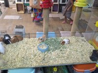 Ruhsatlı İşletmeden Ginepig Yavrular