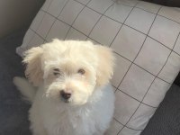 Maltese (terrier) 3 aylık