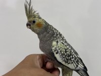 Sultan papağanı sahiplendirilecek