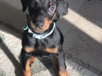 58 Günlük Doberman Kuyruğu Estetikli
