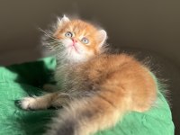 Mükemmel Kalite Golden Ny11 British Longhair