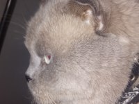 Blue point erkek british shorthair (ayı surat)