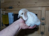 MINI LOP TAVŞAN YAVRUSU