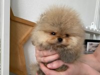 Mükemmel Ayı Surat Pomeranian Boo