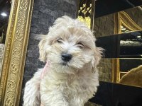 Maltipoo yavrularımız