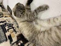 Scottish fold kedimize güzel bir yuva arıyoruz