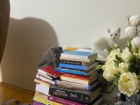 SAFKAN SCOTTİSH BRITISH SHORTHAIR BLUE POINT YAVRULAR
