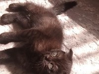 Çikolata scottish fold bebeğim