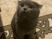 British Shorthair Erkek