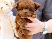 MUKUMMEL KALITEDEKI TOY POODLE YAVRULARIMIZ