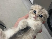 A KALİTE SCOTTİSH FOLD BEBİŞLER