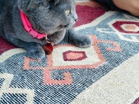 Çok Acil Scottish Fold Kedimiz