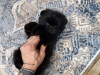 En Lüx Pomeranian Yavrumuz Karaböcük