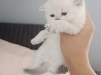 Scottish fold ve Scottish straight
