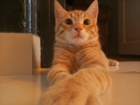 3 AYLIK SARMAN KEDİLER