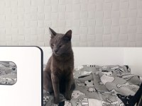 Russian blue cins kedim