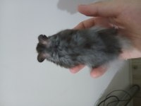 hepsi ücretsiz farklı renk hamsterlar uzun tüylü de var